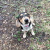 Patsy's pup Shawn