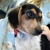 Patsy's pup Shawn