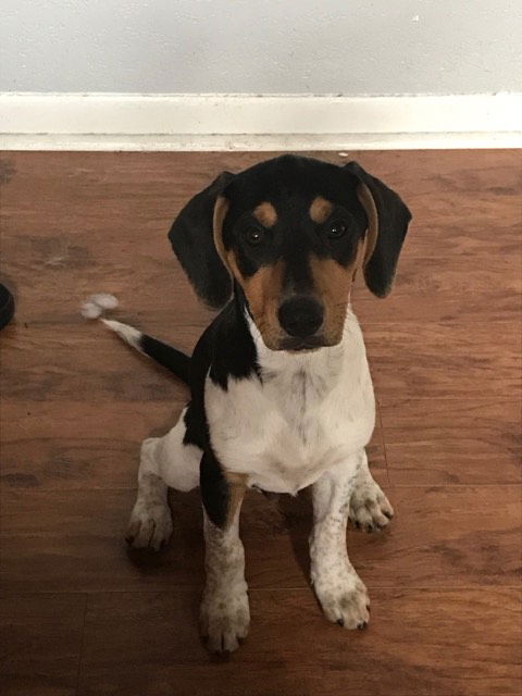Patsy's pup Drew
