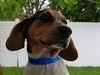 Patsy's pup Ronnie