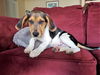 Patsy's pup Ronnie