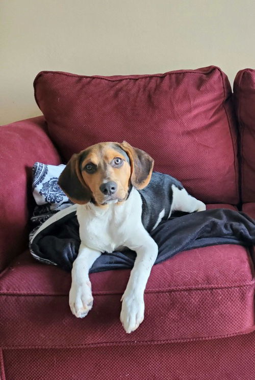 Patsy's pup Ronnie