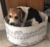 Patsy's pup Jordan