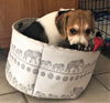 Patsy's pup Jordan