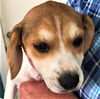 Patsy's pup Jordan