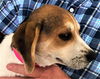 Patsy's pup Jordan