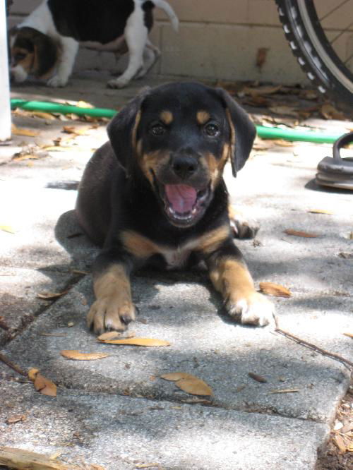 Ajax