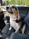 Bandit V