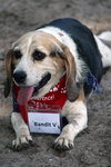 Bandit V