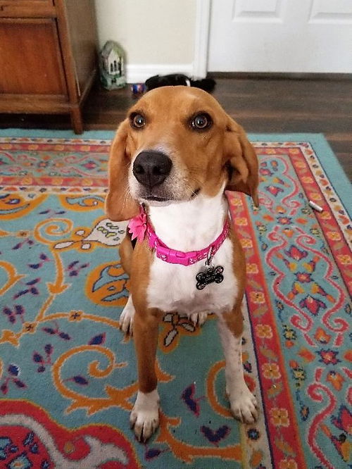 Daisy XII