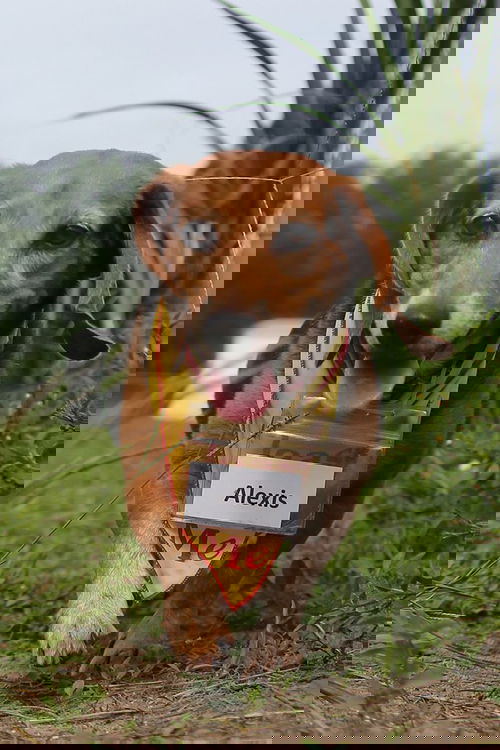 Alexis