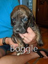 Harper II's pup Boggle