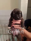 Harper II's pup Griffin