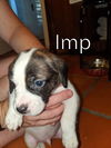 Harper II's pup Imp