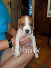 Harper II's pup Sphinx