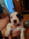 Harper II's pup Shadow