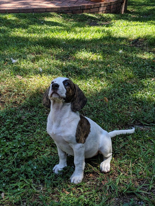 Harper II's pup Shadow