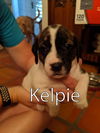 Harper II's pup Kelpie