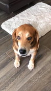 Dex