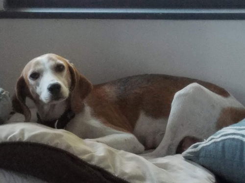 Honey Belle