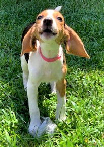 Honey Belle's puppy Penny