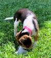 Honey Belle's puppy Penny