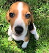 Honey Belle's puppy Penny