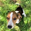 Honey Belle's puppy Penny