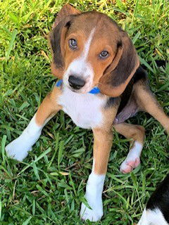 Honey Belles' Pup Louie