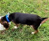 Honey Belles' Pup Louie