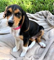 Honey Belle's puppy Dixie