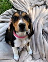 Honey Belle's puppy Dixie