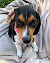 Honey Belle's puppy Dixie
