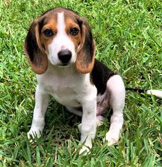 Honey Belle's puppy Chaos