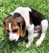 Honey Belle's puppy Chaos
