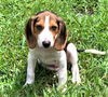 Honey Belle's puppy Chaos