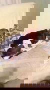 Dexter II