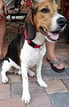Dexter II