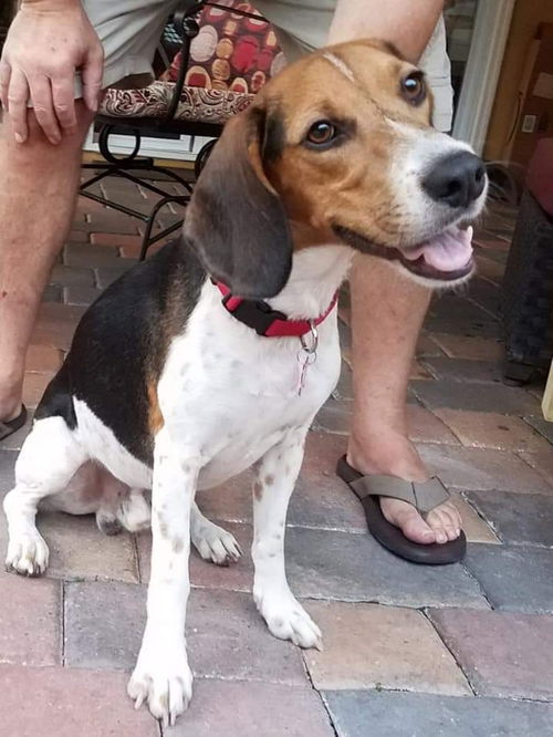 Dexter II