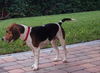 Dexter II