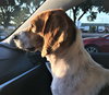 Monty II