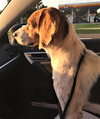 Monty II