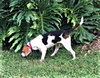 Monty II