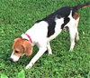 Monty II
