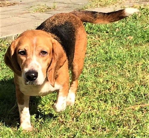 Peaches T Puppy
