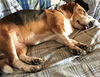 Peaches T Puppy