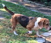 Peaches T Puppy