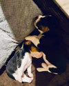 Ariel II's pup Rain