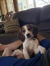 Ariel II's pup Rain