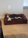 Ariel II's pup Rain